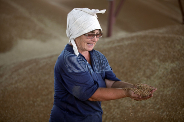 Лукашенко ожидает рекордный урожай зерна в этом году  